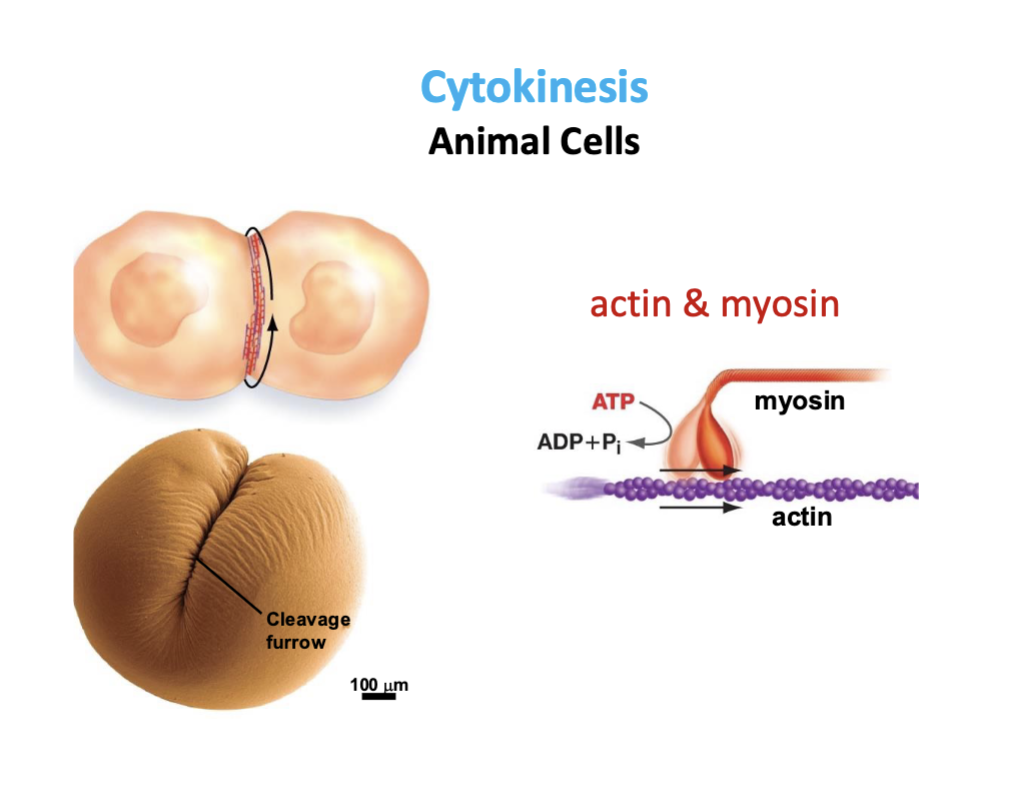 <p>Actin and myosin</p><ul><li><p>think “cinching belt” </p></li><li><p>motor force drives cinching/closing of actin filaments driven through myosin protein</p></li></ul><p></p>