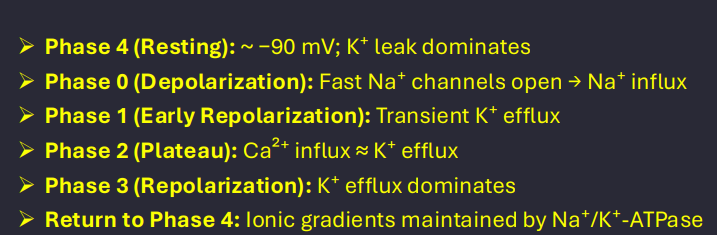 <p><strong>Phase 4</strong> of the Sinoatrial (SA) node action potential is the spontaneous diastolic depolarization (pacemaker potential) that initiates each heartbeat. It is driven by the opening of HCN (hyperpolarization-activated cyclic nucleotide-gated) channels, which generate the "funny" current (\(I_{f}\)). This allows a slow influx of sodium and potassium ions that steadily raises the membrane potential</p>