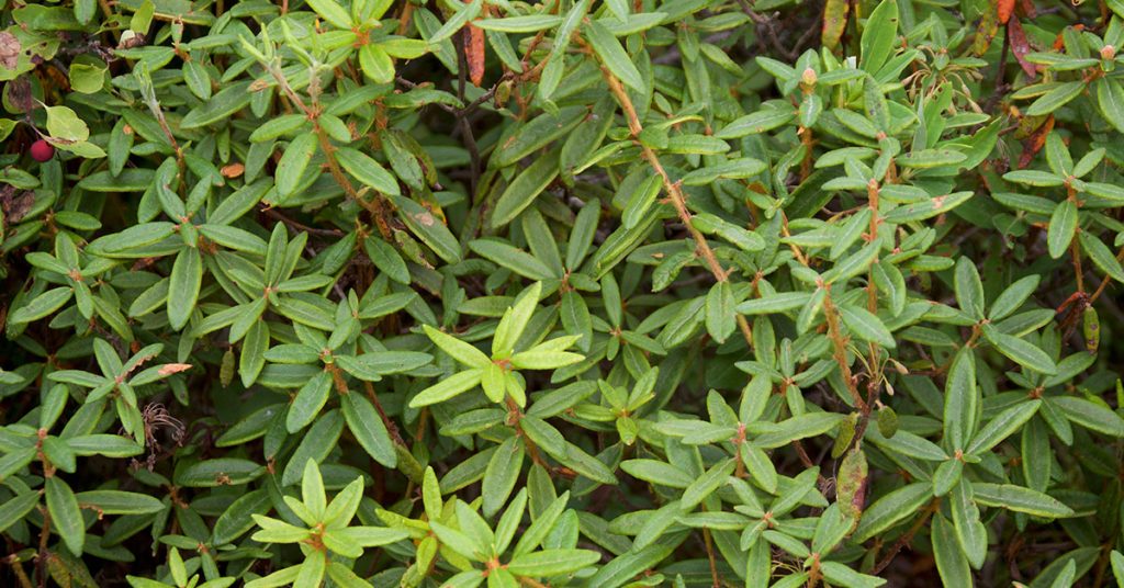 <p>Rhododendron groenlandicum (Ericaceae)</p>
