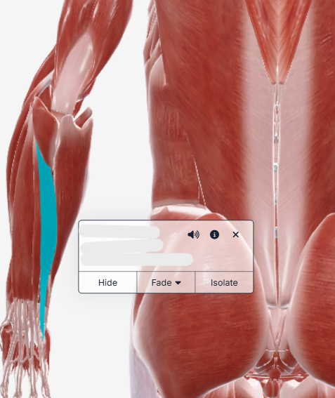 <p>what muscle is this?</p>