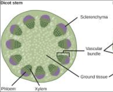 <ul><li><p>two seeded leaves, pinnate venation, and flower parts in 4 or 5s</p></li></ul><p></p>