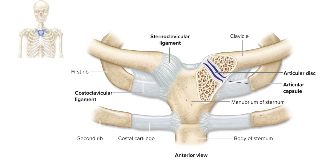 <p>only joint where axial meets appendicular</p><p>*stabalize movements of entire shoulder</p>