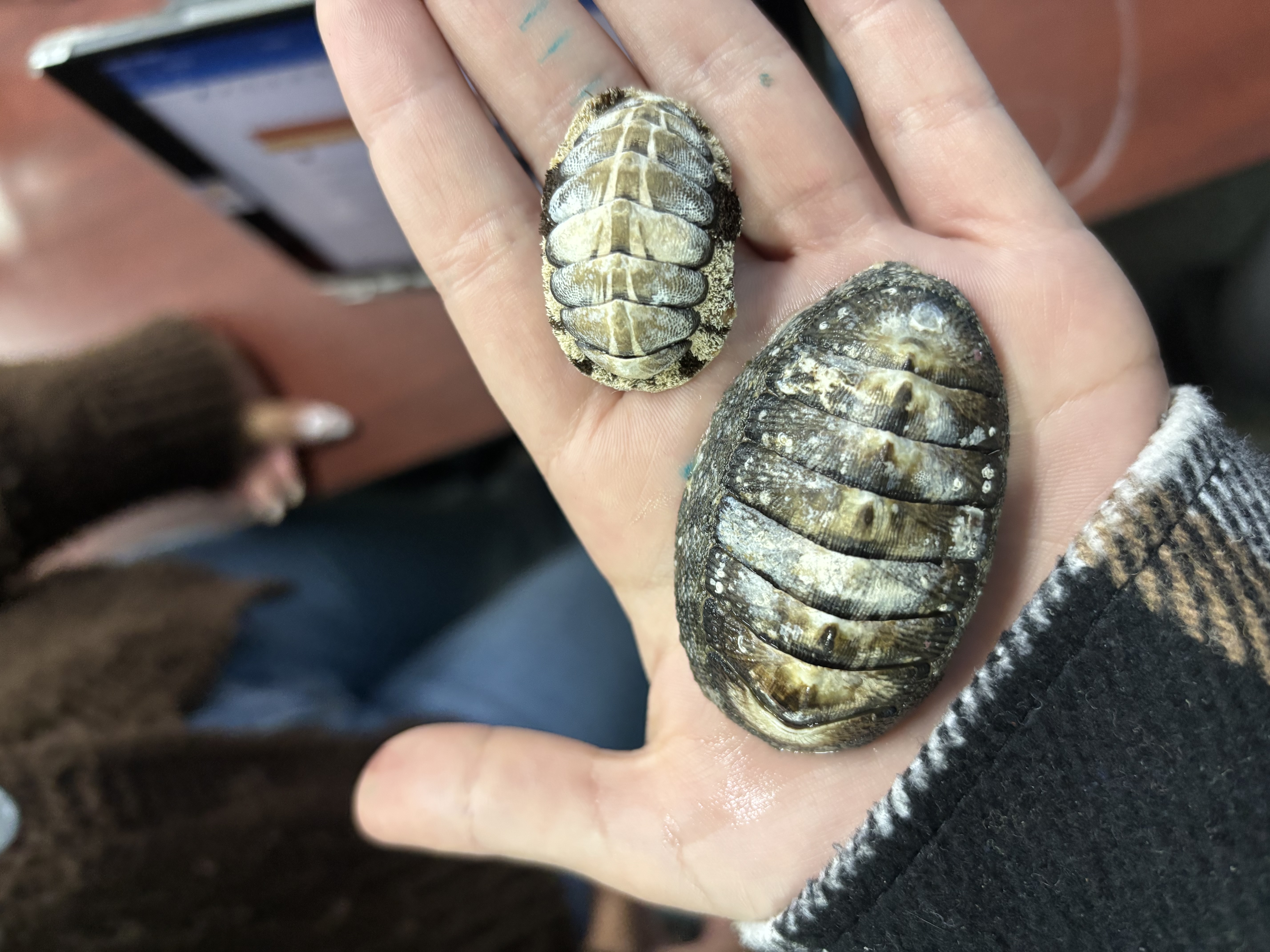 <p><strong>FILO<br>CLASE</strong><br><strong>FAMILIA</strong><br><strong>GÉNERO</strong><br><strong>NOMBRE COMÚN<br>CARACTERÍSTICAS</strong><br><strong>RÁDULA<br>ALIMENTACIÓN<br>HÁBITAT</strong></p>