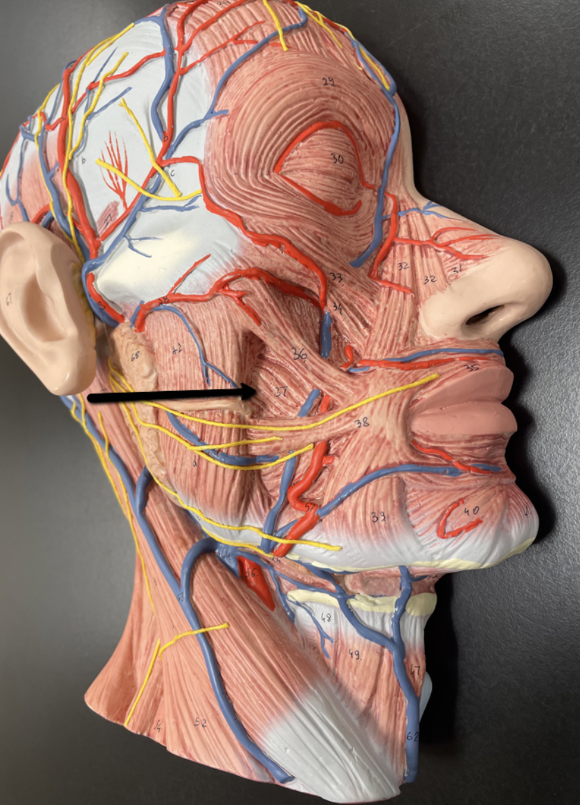 <p>Identify the muscle indicated by the pointer.</p>