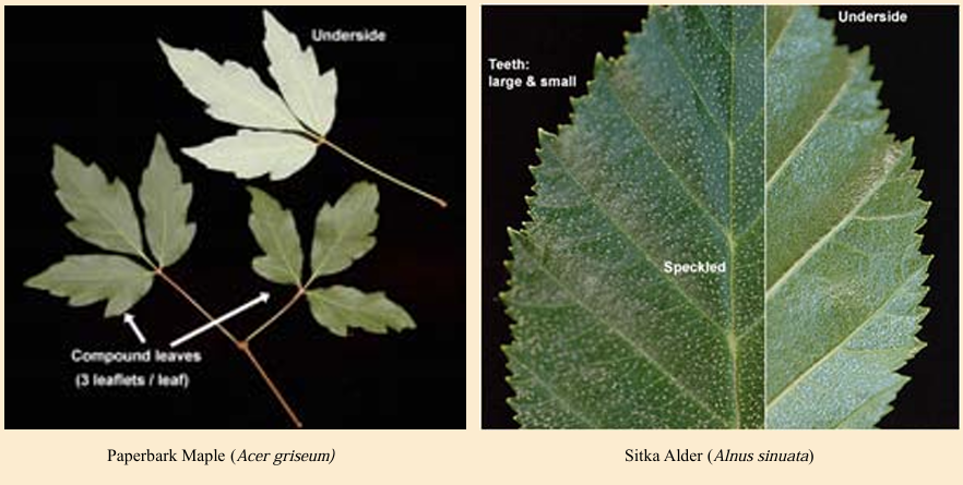 <p>may occur at the base of a leaf, at the tip, or along the whole margin</p><p>may vary in number and size (coarsely or doubly) </p>