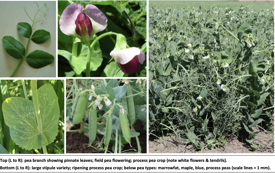 <p><strong>Plant family:</strong> Fabaceae<br><strong>Life cycle:</strong> Annual<br><strong>Key persistence / spread:</strong> Seed only<br><strong>Farming systems:</strong> Arable cropping, feed and processing crops</p><p><strong> How to identify</strong></p><p>They are soft‑stemmed annual legumes that establish in cool conditions. Plants are weak‑stemmed and typically require support from neighbouring plants or crop density to remain upright.</p><p>Leaves are composed of paired leaflets and terminate in tendrils, which wrap around adjacent plants or supports. Large triangular stipules at the base of leaf stalks are a prominent feature and often contribute most of the leaf area.</p><p>Flowers are typically white or pale purple and pea‑shaped. After flowering, the plant produces elongated pods containing round seeds.</p><p>They are easily distinguished from cereals by their tendrils, broad stipules, and lack of grassy leaves.</p>