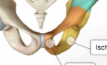 <p>fibrocartilaginous joint, where 2 hips bones connected anteriorly</p>