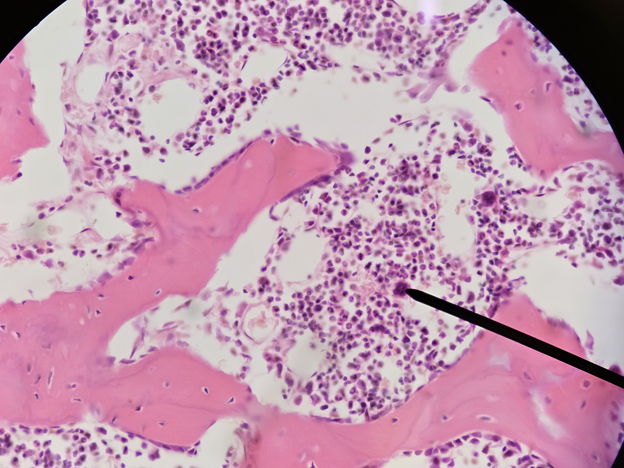 <p>Name Cell and Its Function</p>