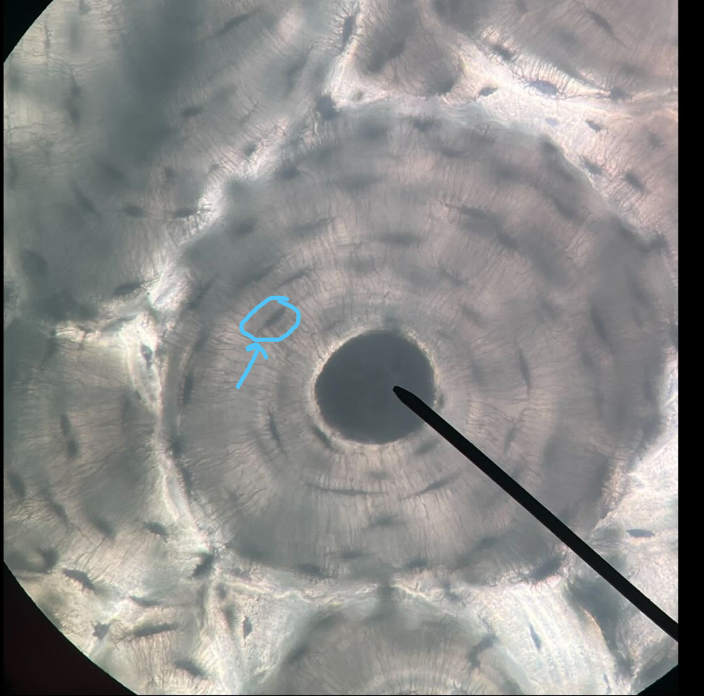 <p>ID Cell</p>