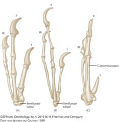 <p>half-moon shaped wrist bone that allows wing folding in birds</p>