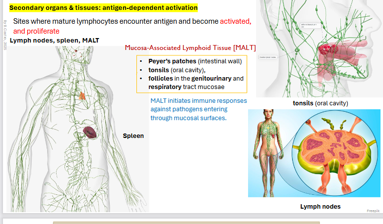 <p><strong>Antigen dependent </strong>activation</p><p></p><p>Sites where mature lymphocytes encounter antigen and become <strong>activated</strong>, and <strong>proliferate</strong>.</p><p>Sites include: <strong>Lymph nodes, spleen, MALT</strong></p><p></p><p><strong>Mucosa Associated Lymphoid tissue: MALT</strong></p><p><strong>Peyer’s patches </strong>(intestinal wall)</p><ul><li><p><strong>tonsils </strong>(oral cavity),</p></li><li><p><strong>follicles </strong>in the <strong>genitourinary </strong>and <strong>respiratory </strong>tract mucosae</p></li></ul><p></p><p>MALT initiates immune responses against pathogens entering through mucosal surfaces</p><p></p><p></p><p></p>