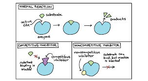 <p>Competitive inhibitors bind to the active site, competing with the substrate, while non-competitive inhibitors bind to allosteric sites, altering the enzyme's shape and reducing its activity.</p>