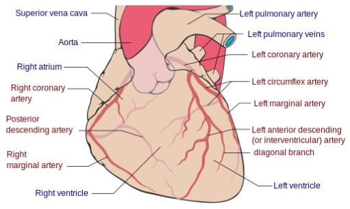 <ul><li><p>Right coronary artery</p></li><li><p>Posterior descending artery</p></li><li><p>Right marginal artery</p></li><li><p>Left coronary artery</p></li><li><p>Left circumflex artery</p></li><li><p>Left marginal artery</p></li><li><p>Left anterior descending (interventricular) artery</p></li><li><p>Diagonal branch</p></li></ul><p></p>