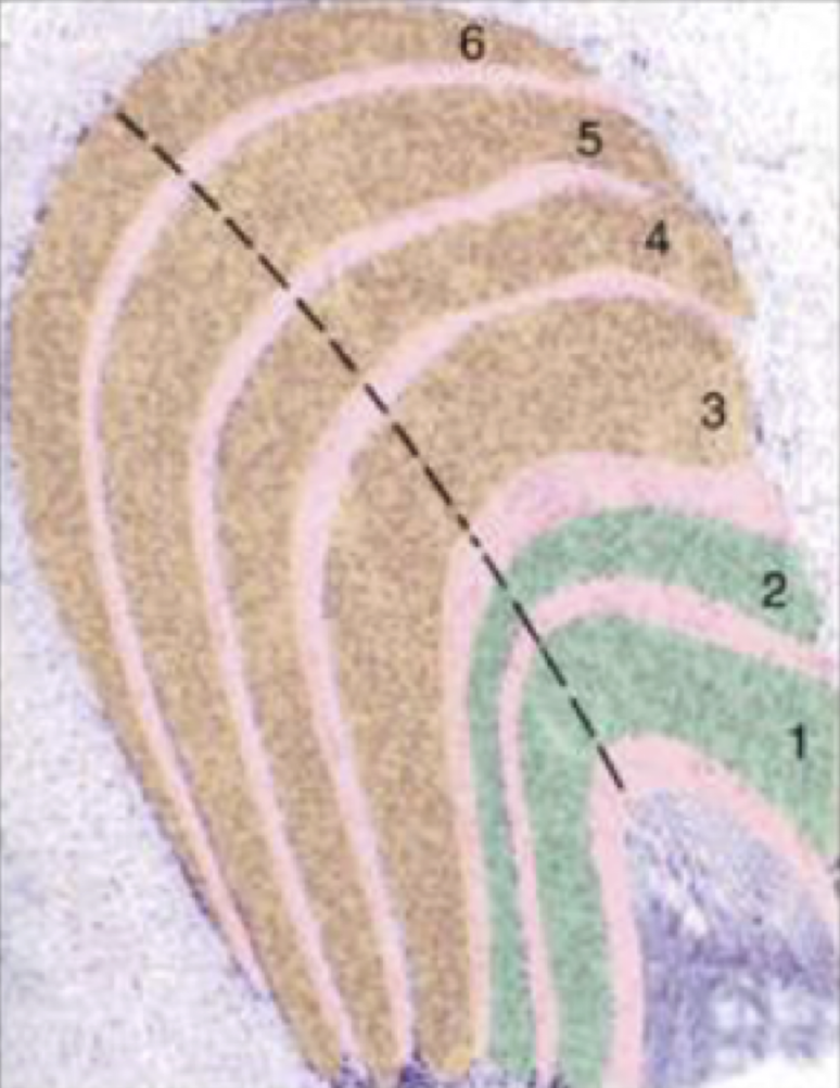 <p>The cells in the shaded green part of the LGN are </p><p></p><p>a) koniocellular</p><p>b) parvocellular</p><p>c) magnocellular</p><p>d) stellarcellular</p>