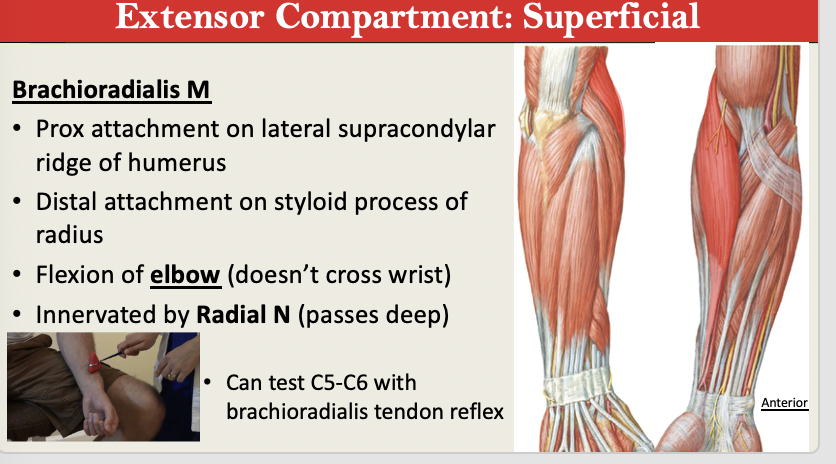 <p><mark data-color="red" style="background-color: red; color: inherit;">M: Elbow FLEX</mark><br>N: Radial N<br>PA: Lateral Supracondylar Ridge <br>PD: Radial Styloid Process<br>G: Extensor Superficial</p><p>NOTE: C5-C6 Tendon Test, FLEXOR IN THE EXTENSOR DEPARTMENT</p>