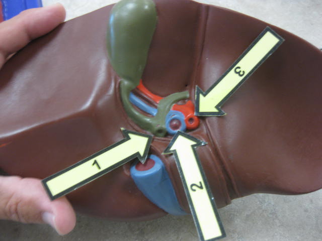 <p>Identify 1, 2 and 3?</p><p>Lab Image 7-14</p>