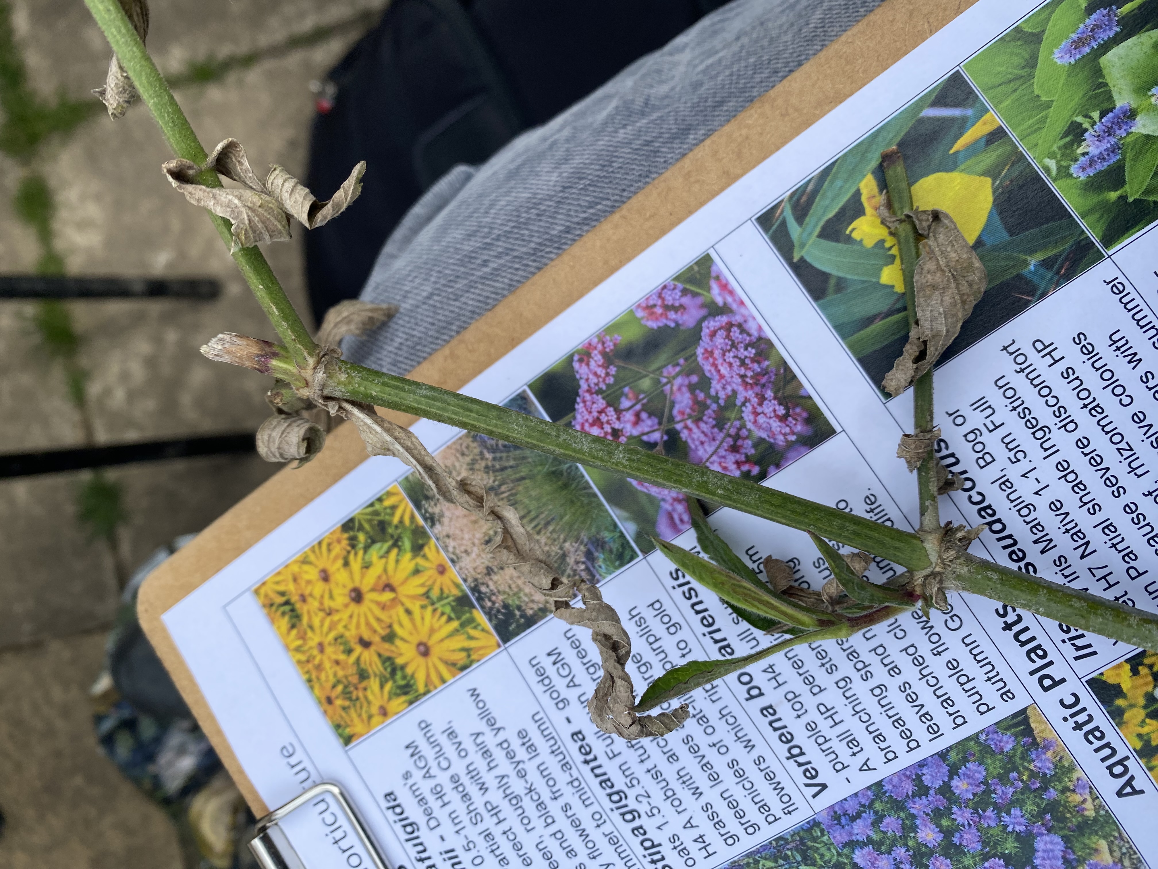 <p><em>Verbena bonariensis </em>hardiness</p>