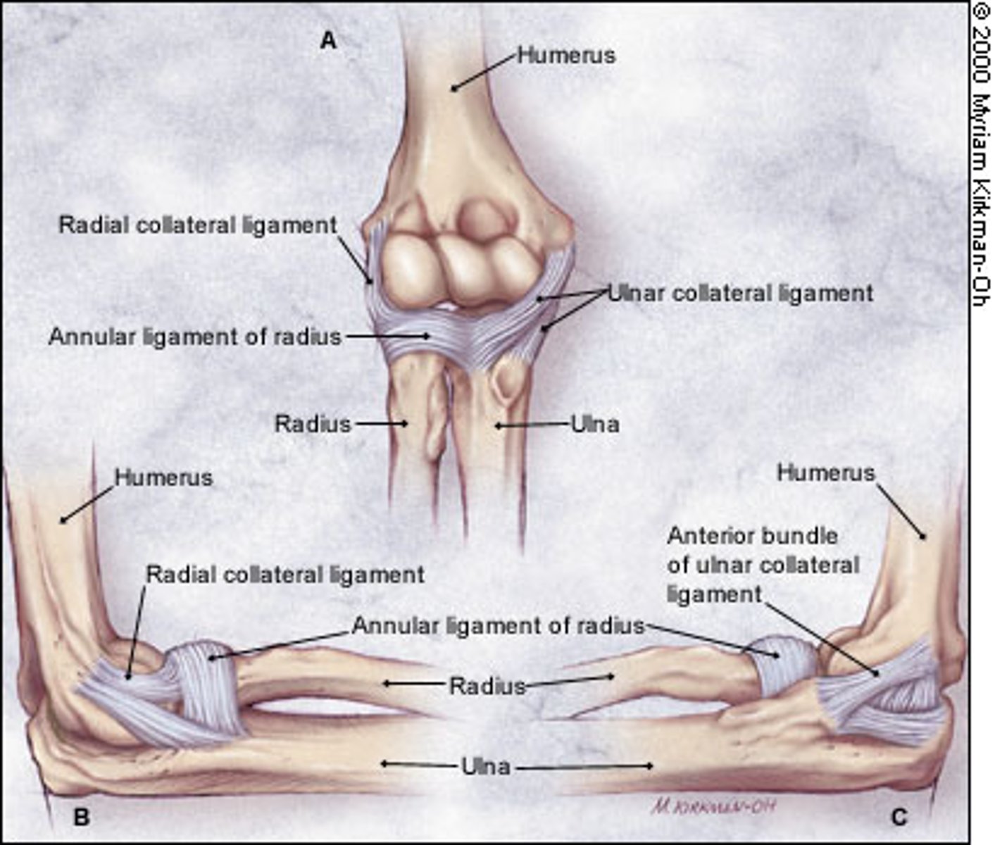 <p>connects the lateral epicondyle of the humerus to the radius</p>