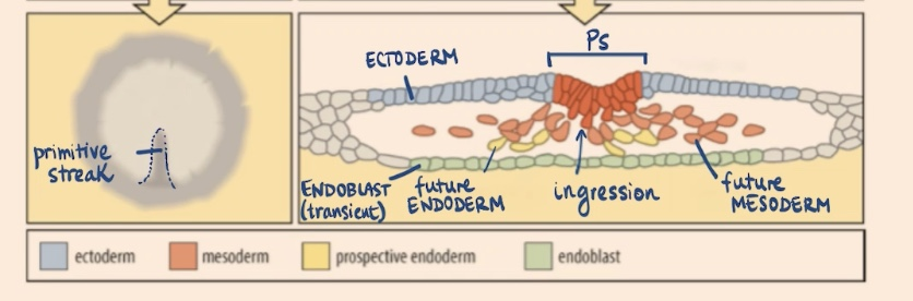 <p>space between the yolk and the epiblast layer where the hypoblast develops</p>