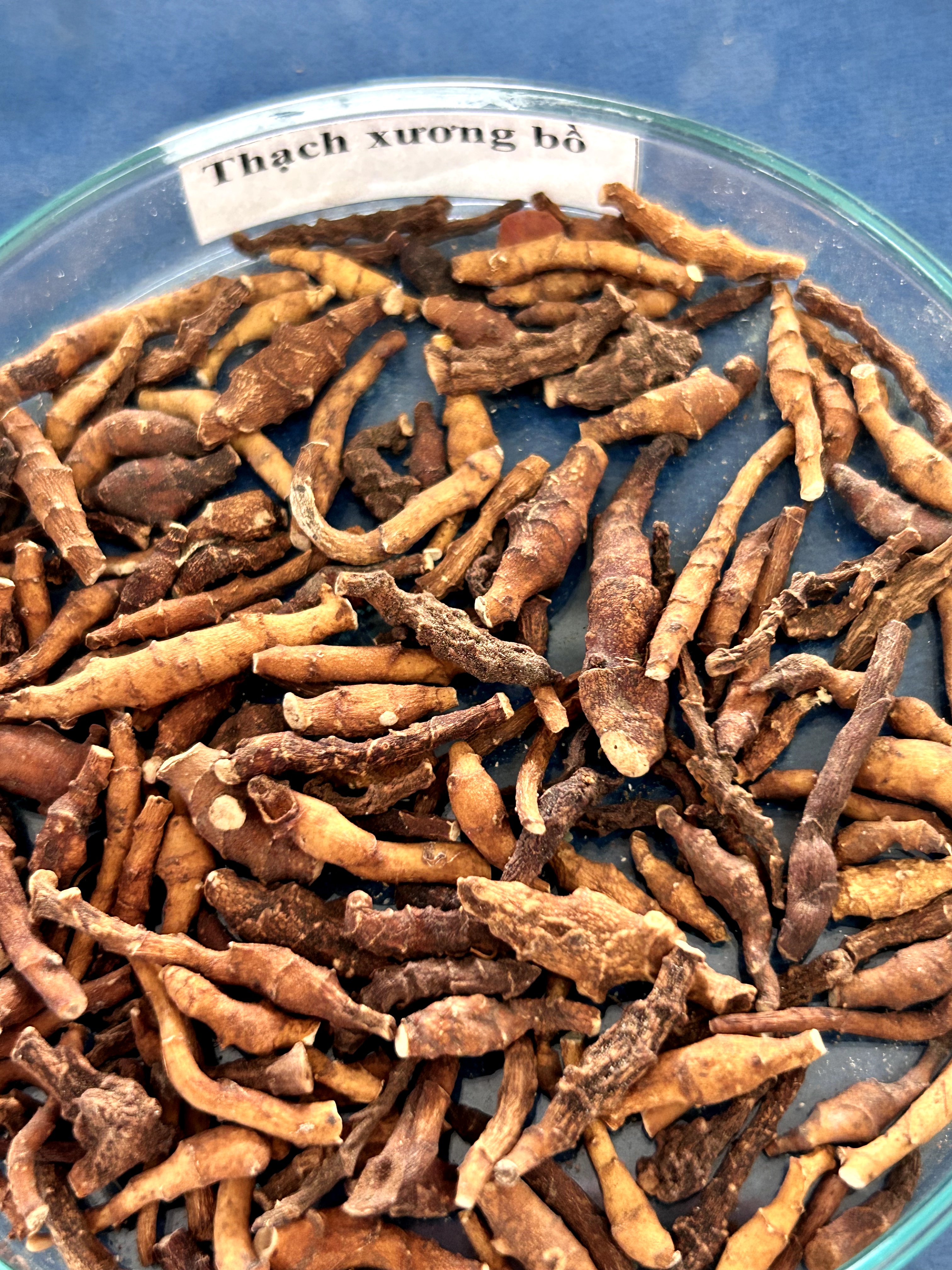 <p>thạch xương bồ</p>