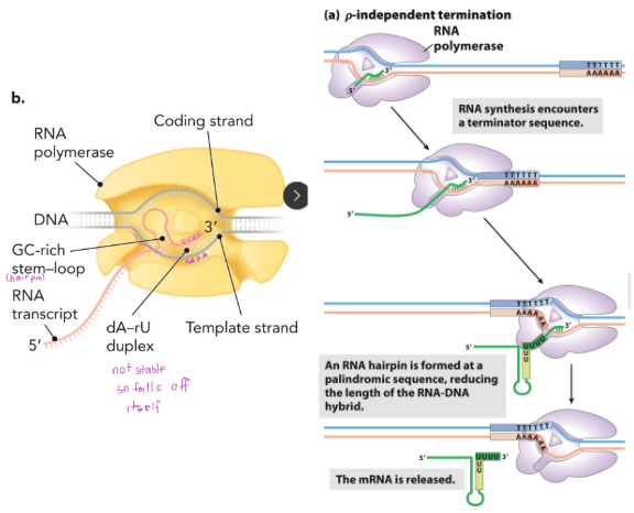 <ul><li><p>A <strong>GC-rich stem-loop (hairpin)</strong> forms in the RNA transcript</p></li><li><p>Causes RNA polymerase to pause</p></li><li><p>Followed by a <strong>weak dA-rU duplex</strong> (few H-bonds) → <strong>unstable</strong> → RNA transcript <strong>falls off on its own</strong>, no extra proteins needed</p></li></ul><p></p>