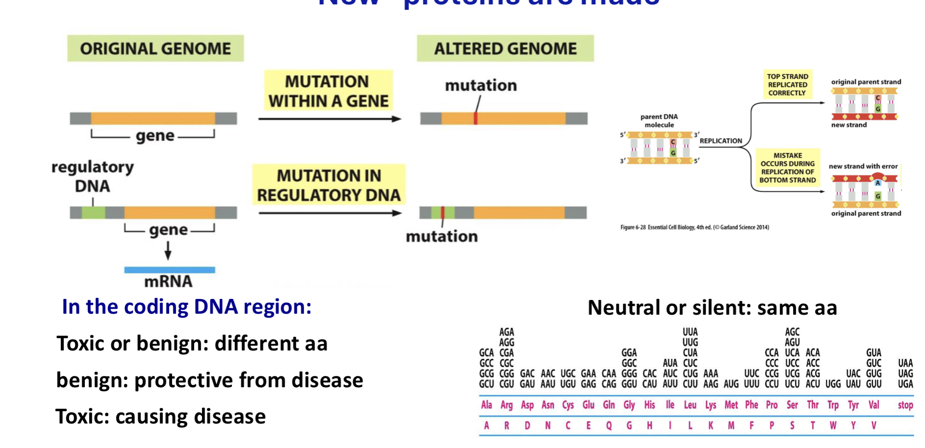 <p>effects of point mutations</p>