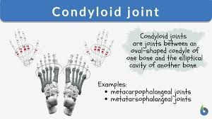 <p>a type of synovial joint where an oval shaped bone surface, or condyle, fits into a matching elliptical cavity</p>