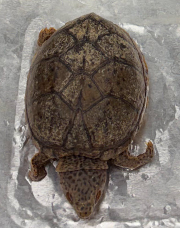 <p><span style="background-color: transparent;">Sternotherus carinatus</span></p>