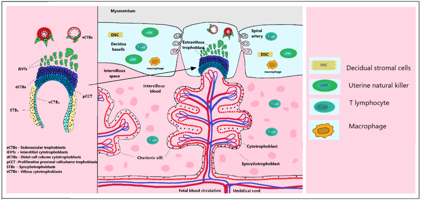 <p>placental insufficiency pathophysiology</p>