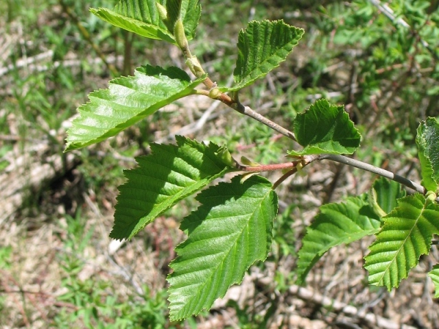 <p>clustered woody male aments, double serrated margins, dark green and hairless, leaves do not roll downwards</p>