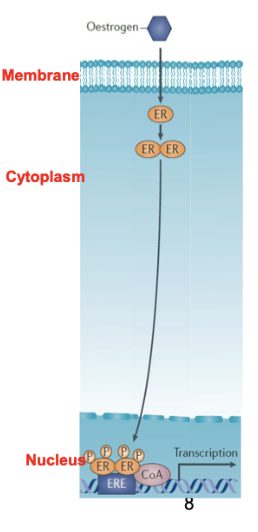 <ul><li><p><strong>>70% of breast cancers are ER⁺ (ESR gene)</strong></p></li><li><p><strong>Estrogen drives tumour growth</strong> and breast development</p></li><li><p><strong>Estrogen withdrawal ↓ proliferation (>90%)</strong></p></li><li><p>ER⁺ tumours are treated with <strong>endocrine therapy (mainstay)</strong></p><ul><li><p><strong>Tamoxifen</strong> → ER antagonist</p></li><li><p><strong>Aromatase inhibitors</strong> → ↓ estrogen production</p></li><li><p><strong>Fulvestrant</strong> → destabilises and antagonises ER</p><ul><li><p>Prevents estrogen signalling (blocks nuclear activity/dimerisation)</p></li></ul></li></ul></li></ul><p></p>