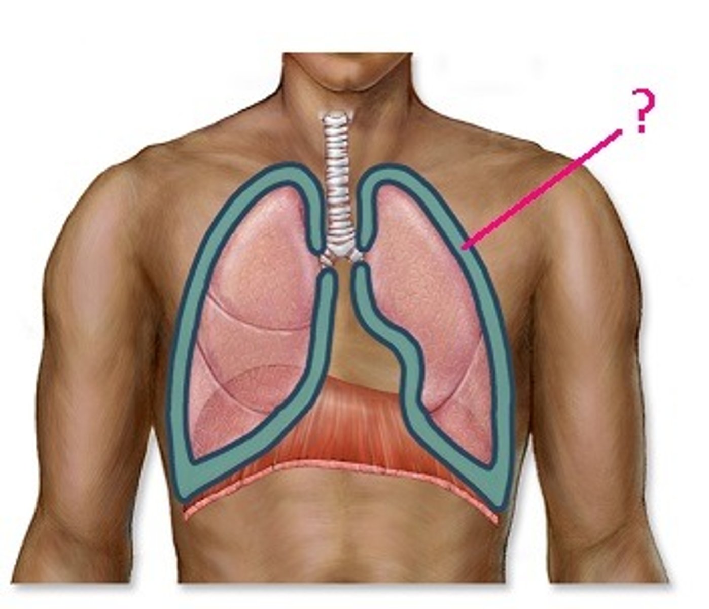 <p>Surrounds each lung.</p>