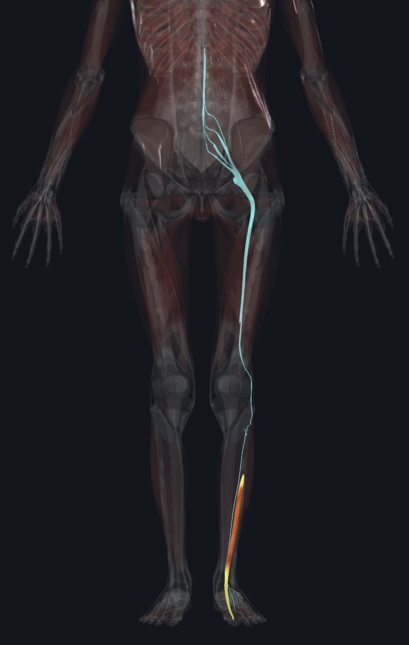 <p>Deep Fibular N. (L5,S1)</p>