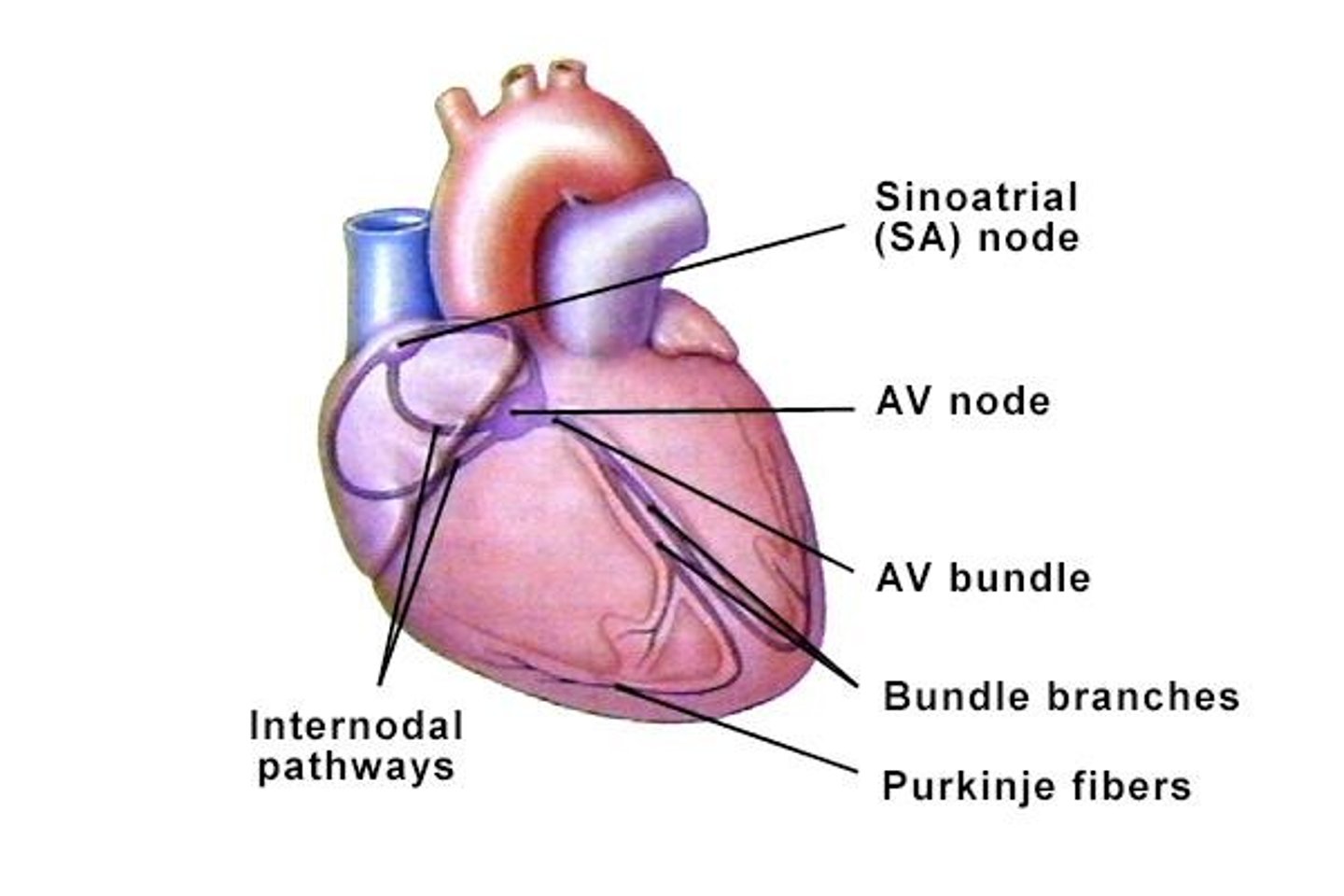 <p>Cells that set the rate of the heartbeat, primarily located in the sinoatrial (SA) node.</p>