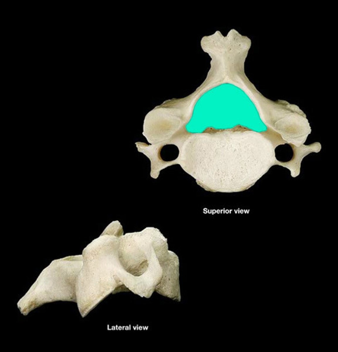 <p>On all vertebrae</p>