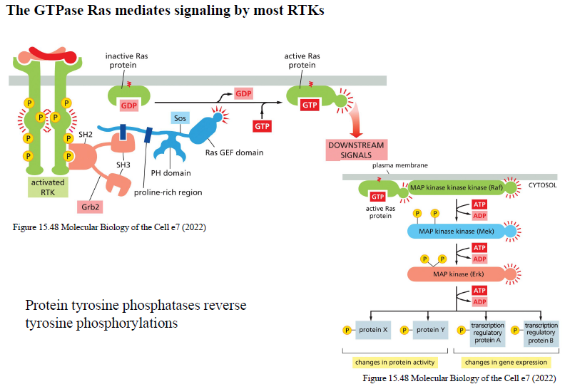 <p>Aktivt Ras-GTP aktiverer Raf (MAPKKK) → Raf aktiverer MEK (MAPKK) → MEK aktiverer ERK (MAPK).</p><p>ERK fosforylerer proteiner og transcription factors og ændrer:</p><ul><li><p>proteinaktivitet</p></li><li><p>genekspression</p></li></ul><p></p>