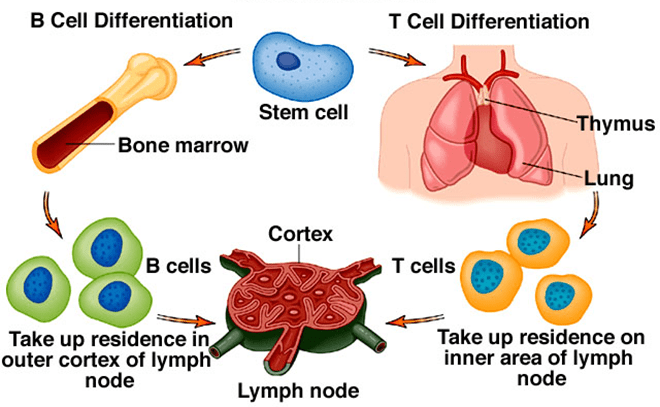 <p>Stem cells diverge into cell lines; B-cells differentiate in the adult bone marrow</p>