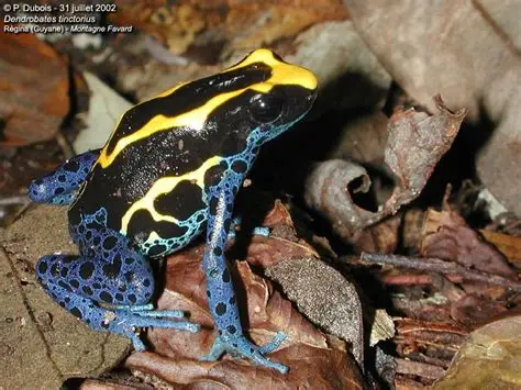 <p>Dendrobate à tapirer</p>