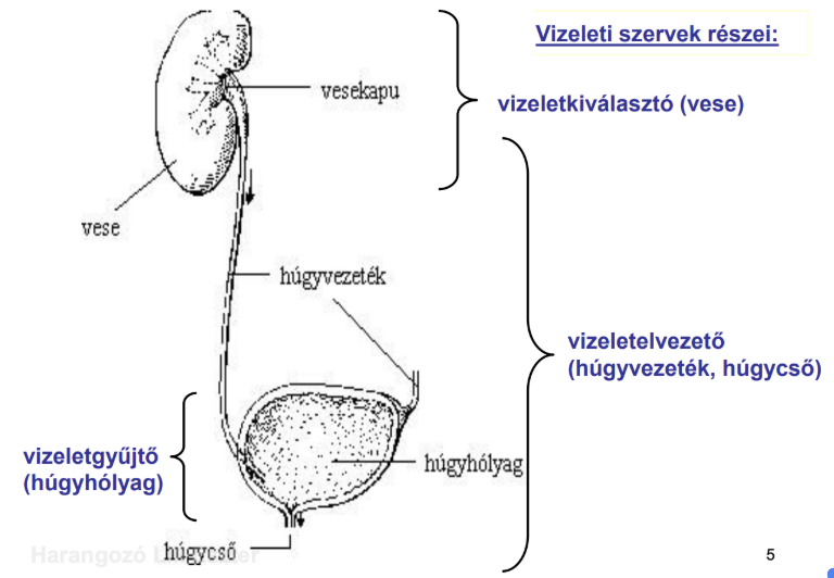 <ul><li><p style="text-align: justify;"><span style="background-color: transparent;"><em>Vesica urinaria</em></span></p></li><li><p style="text-align: justify;"><span style="background-color: transparent;">Kismedence elülső részében, a szeméremízület mögött, a gátizomzaton elhelyezkedő, izmos falú, tágulékony tömlő</span></p></li><li><p style="text-align: justify;"><span style="background-color: transparent;">Normál befogadóképessége: <strong>250-300 ml</strong></span></p></li><li><p style="text-align: justify;"><span style="background-color: transparent;">Naponta <strong>4-5</strong> alkalommal ürül ki</span></p></li><li><p style="text-align: justify;"><span style="background-color: transparent;">Ha nem ürül ki, akkor túltelítődik</span></p></li></ul><p style="text-align: justify;"><span><strong>Záróizmai</strong></span></p><ol><li><p style="text-align: justify;"><span><strong>Belső</strong></span><span style="background-color: transparent;">: hólyagból induló eredésnél veszi körül a húgycsövet, akaratunktól függetlenül működik</span></p></li><li><p style="text-align: justify;"><span><strong>Külső</strong></span><span style="background-color: transparent;">: a belső alatt 1-2 cm-re veszi körül a húgycsövet, akaratunktól függően működik</span></p></li></ol><p></p>