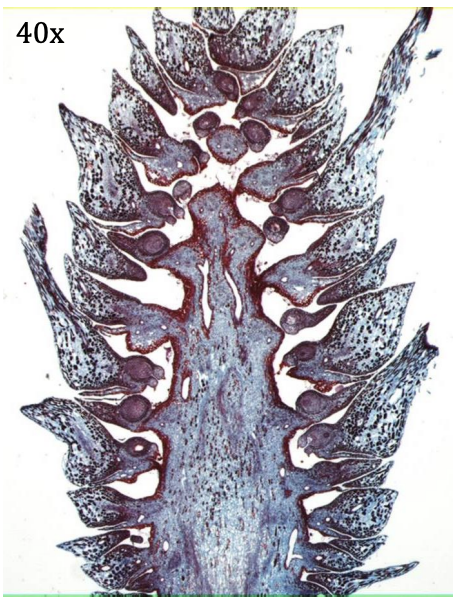<p>Kingdom:</p><p>Clade:</p><p>Phylum:</p><p>Name of Structure:</p><p>Ploidy:</p>