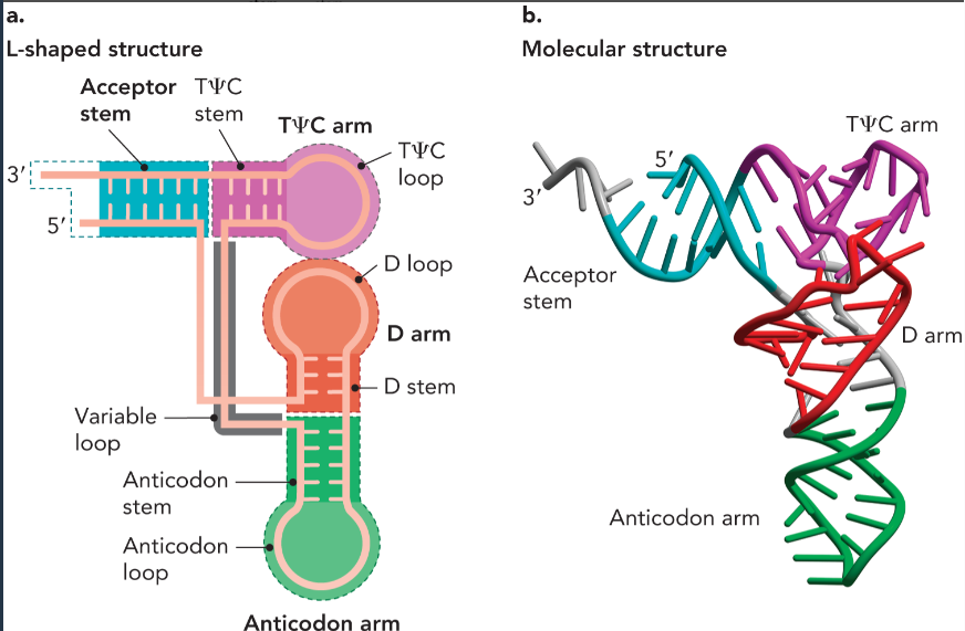 <ul><li><p>acceptor stem- site of aminoacylation </p></li><li><p>anticodon arm- forms base pairs with corresponding nucleotide bases in mRNA</p></li></ul><p></p>