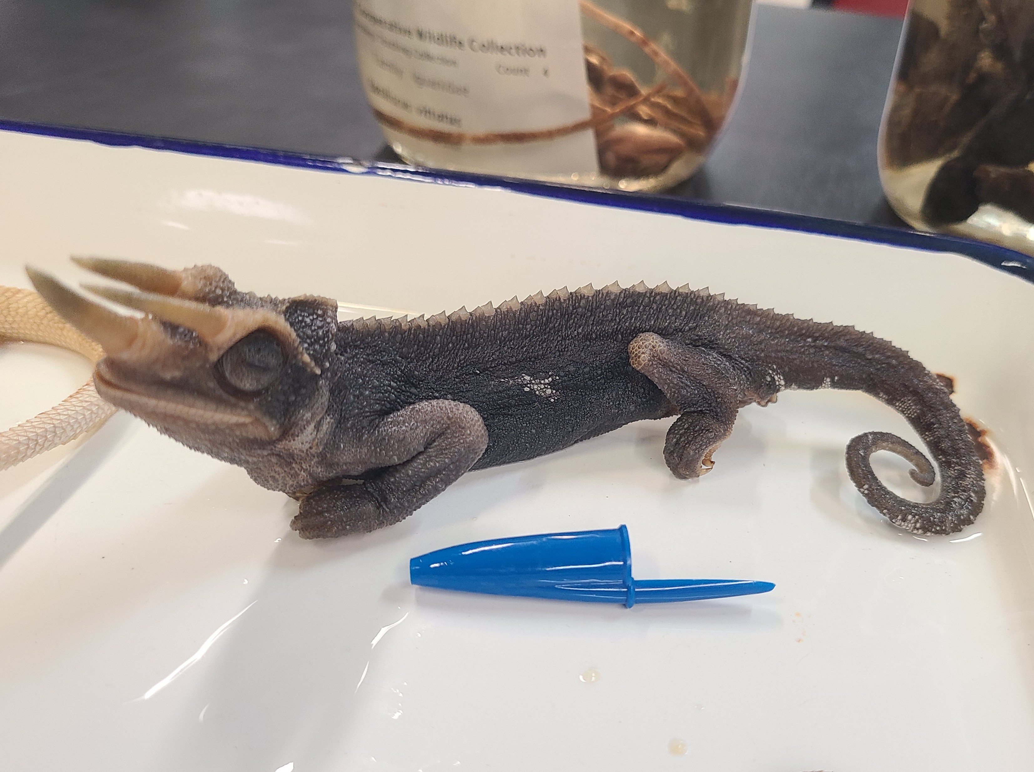 <p><span>Scientific name and distinguishing feature</span></p>