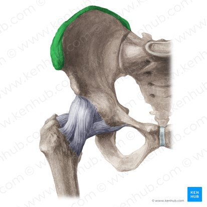 <p>the prominent ridge on the superior border of the ilium, serving as an attachment site for muscles and ligaments. </p>