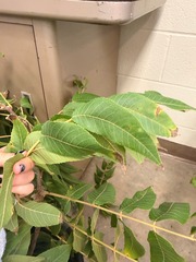 <p>Deeply ridged and furroiwed bark at maturity. Fruits. Used for dying — can stain.</p>