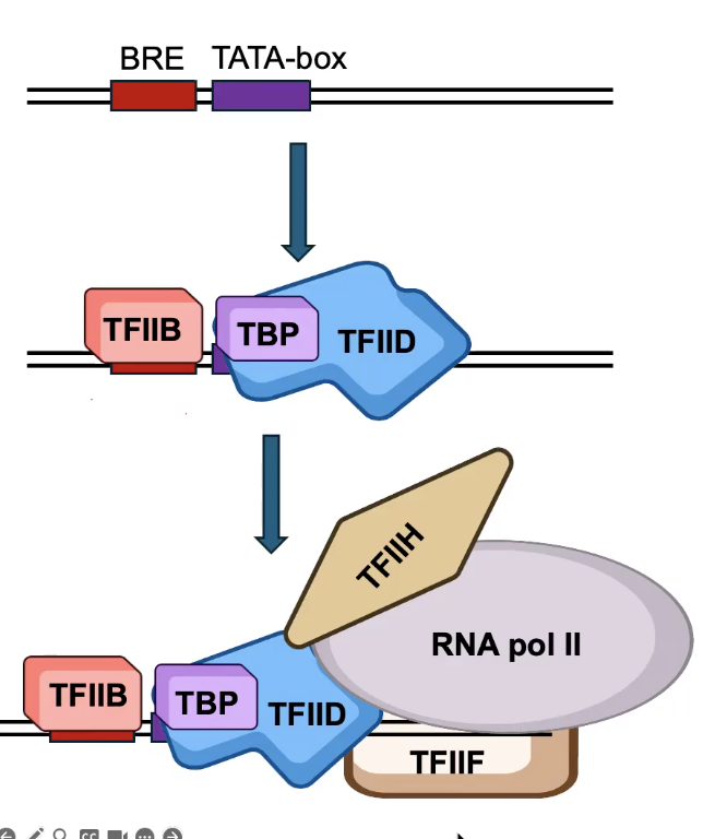 <p>Bind to the core promoter and load RNA polymerase.</p><p></p><p><strong><em><u>TBP</u></em></strong> (TATA Box-binding Protein), a subunit of <strong><em><u>TFIID</u></em></strong>, binds the TATA box.</p><p></p><p><strong><em><u>TFIIB</u></em></strong> binds the BRE element.</p><p></p><p>TFIIB and TFIID recruit the rest of the Pre-Initiation Complex (<strong><em><u>PIC</u></em></strong>)</p><p>→ Includes <strong><em><u>TFIIF</u></em></strong>, which loads <strong><em><u>RNA Pol II</u></em></strong> (TFIIF is a stabilizing factor for RNA Pol II)</p><p>→ Also includes <strong><em><u>TFIIH</u></em></strong>. The HELICASE subunit of TFIIH melts the promoter DNA and unwinds it to allow RNA Pol II to function.</p>