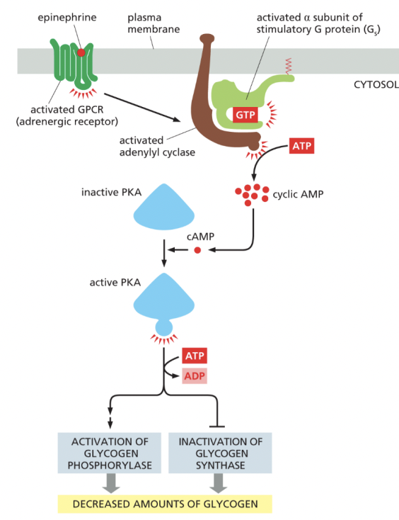 <p>produces cyclic AMP by removing 2 phosphate groups from ATP and forming a cyclic structure</p>