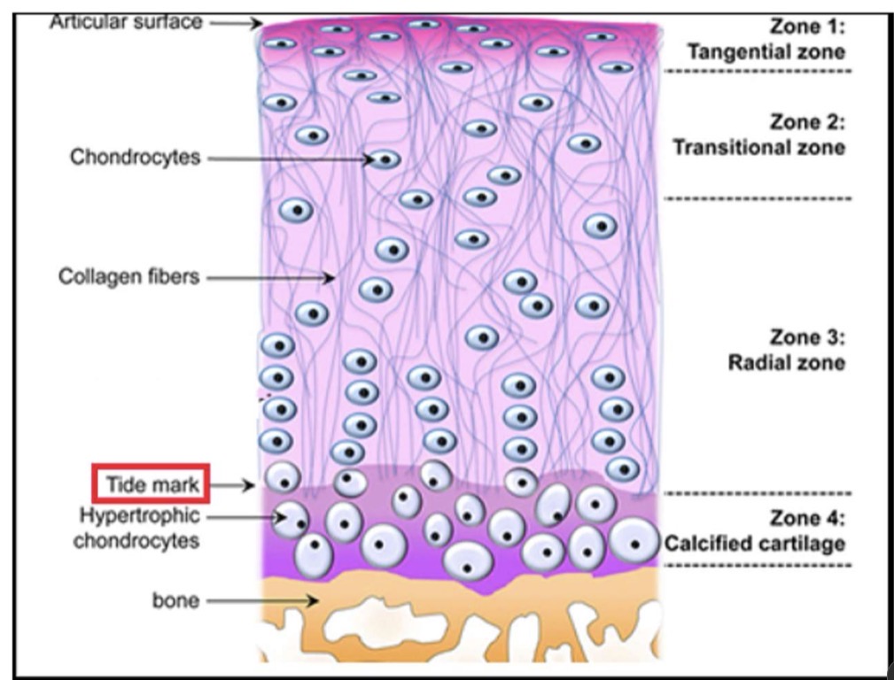 <ul><li><p>covers the bone surfaces involved in a synovial joint. </p></li><li><p>It is a type of hyaline cartilage with unique features in the organization of chondrocytes and collagen fibers, adapted to withstand mechanical stress in joints.</p></li></ul><p></p>