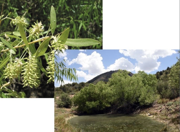 <p><em>Goodding’s Black Willow </em></p>