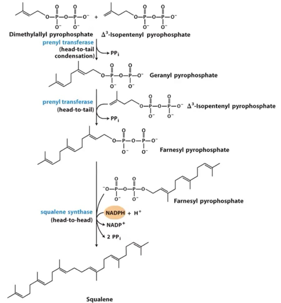 <p>6 activated isoprene makes 1 squalene; Geranyl has 2 farnesyl has 3; 30C molecule; Requires NADPH + H<sup>+</sup></p>