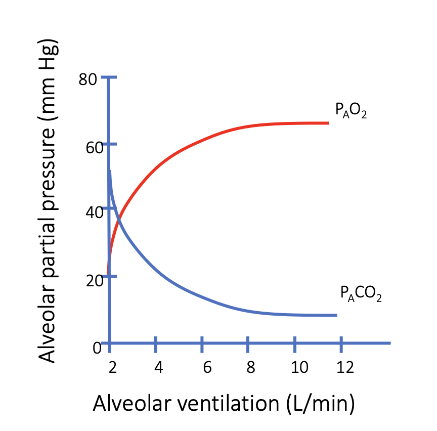 <p>What is the relationship between ventilation and PAO₂?</p>